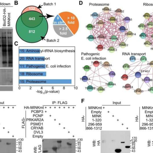 Experimental compound extends life in amyotrophic lateral sclerosis mouse model