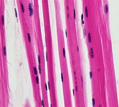 Lipid mediator Maresin 1 helps improve muscle regeneration, finds study