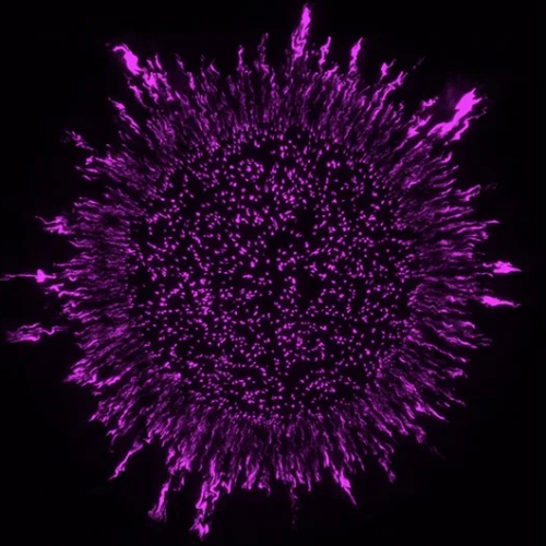 Arrangement of Bacteria in Biofilms Affects Their Sensitivity to Antibiotics