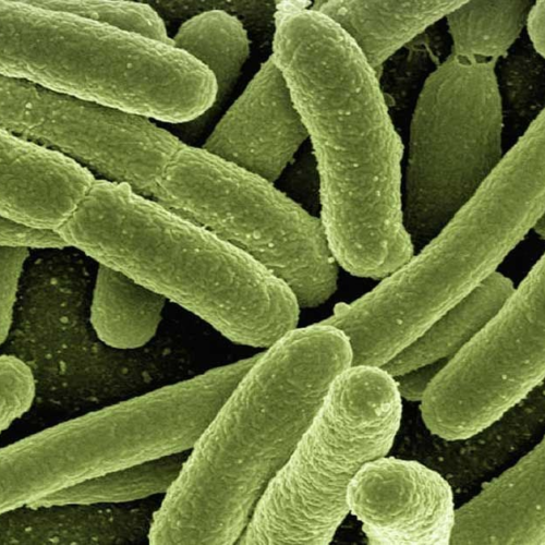 New Technology Unscrambles the Chatter of Microbes