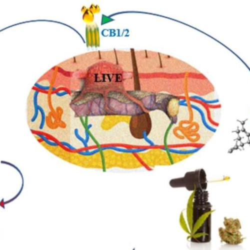 New study reveals mechanism of cell death in melanoma cells by cannabis extract