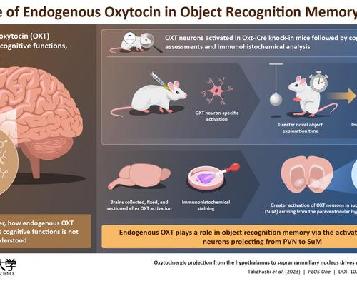 Oxytocin: the love hormone that holds the key to better memory