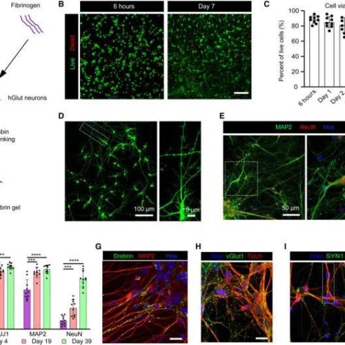 Researchers produce the first 3D-printed functional human brain tissue