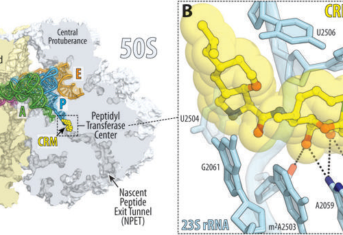 Superbug killer: New synthetic molecule highly effective against drug-resistant bacteria