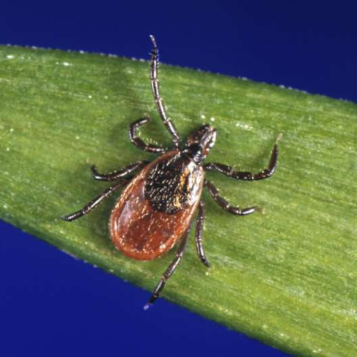 Lyme disease case counts in the US rose by almost 70% in 2022 due to a change in how it’s reported