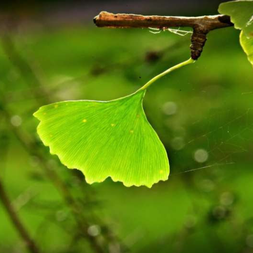 Active components of ginkgo biloba may improve early cognitive recovery after stroke