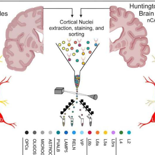 New technique for revealing genetic repeats yields surprising insights into Huntington’s disease