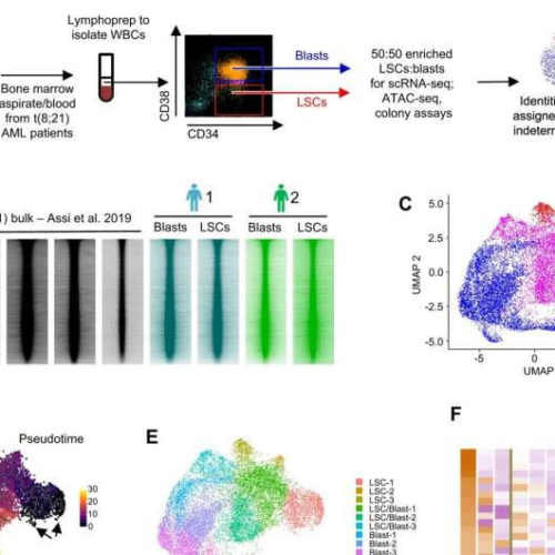 Why leukemic stem cells not harmed by chemotherapy begin to grow and produce AML cells after treatment