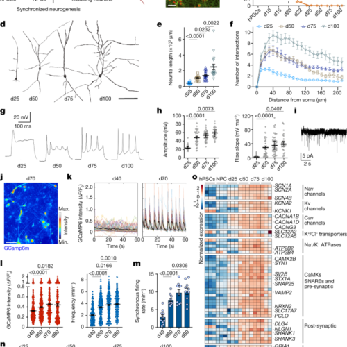 An epigenetic barrier sets the timing of human neuronal maturation