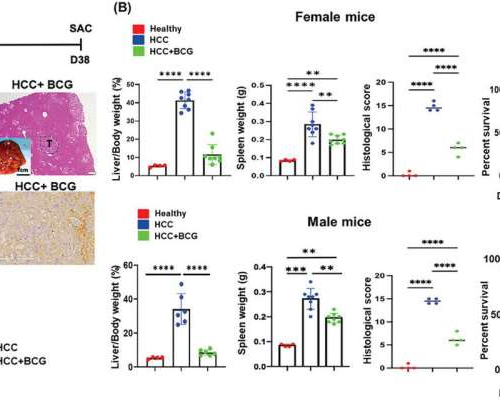 TB vaccine shrinks liver cancer tumors in mice