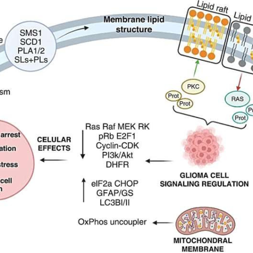 ‘Olive oil’ drug shows early promise for some brain cancer patients