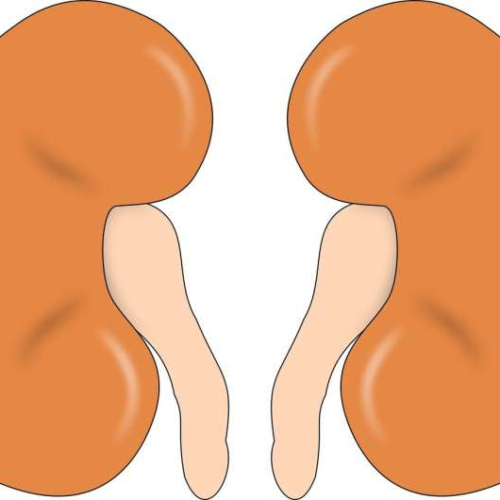 New study pinpoints why some injured kidneys do not heal