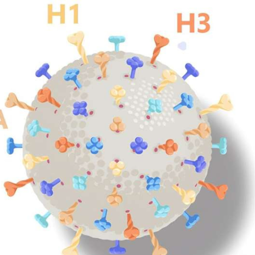 Study: ‘Hexaplex’ vaccine aims to boost flu protection