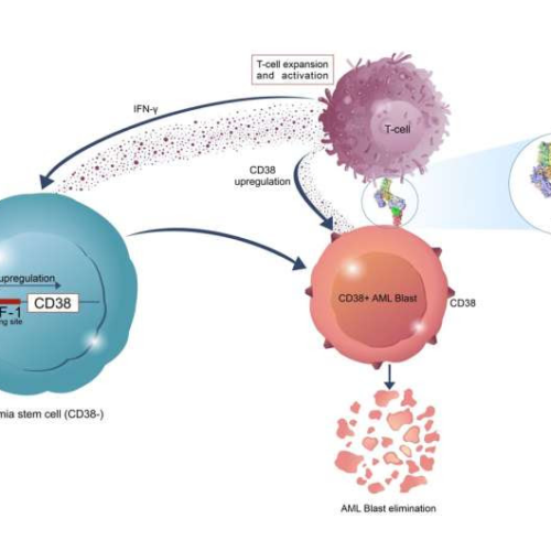 Scientists devise novel strategy to seek and destroy leukemia stem cells
