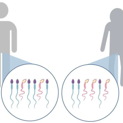 Researchers uncover new clues about links between parent age and congenital disorders