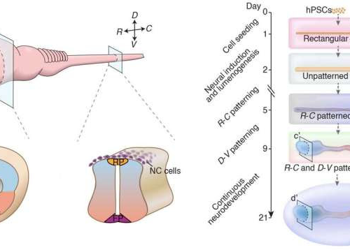 Human stem cells coaxed to mimic the very early central nervous system