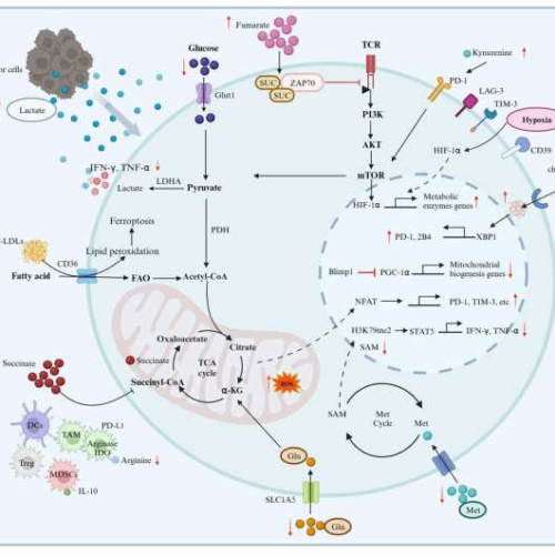 Review discusses metabolic reprogramming of T cells