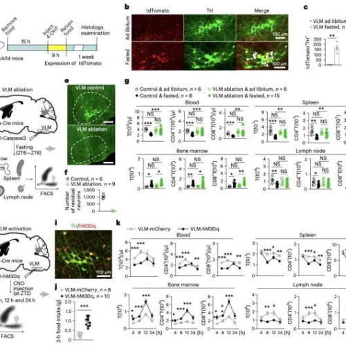 A neural mechanism that could underlie fasting-mediated immune regulation