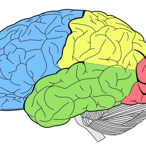 Improving functional recovery of the brain and heart after traumatic brain injury