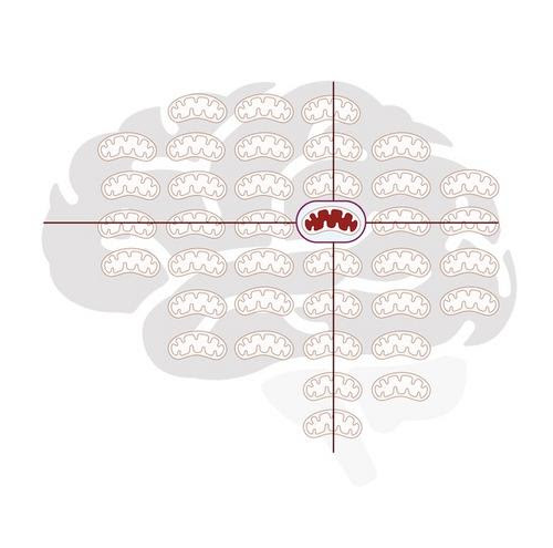 Discovery of a natural protective response in the brain could lead to treatments for concussions