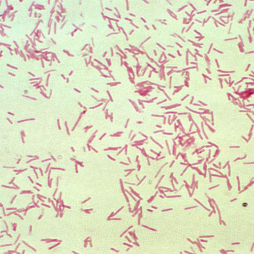 Unusual Gene Structure Shields Common Gut Bacterium Against Antibiotic