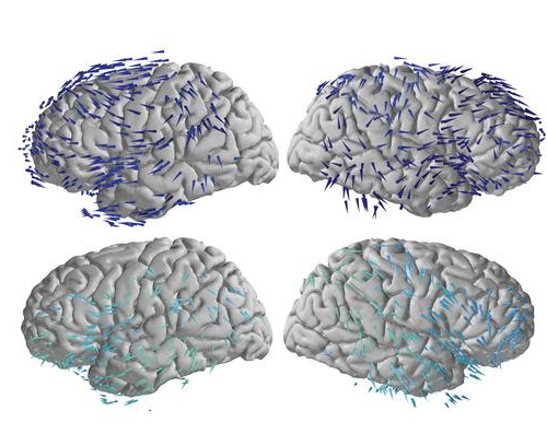 Brain waves travel in one direction when memories are made and the opposite when recalled