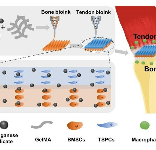 Scientists develop new strategy for treating tendon–bone injuries