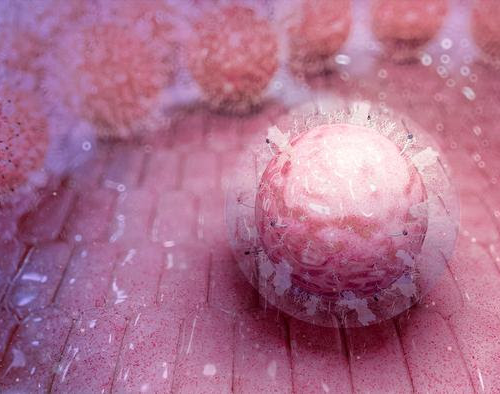 Often overlooked stem cells hold hidden powers for blood disease treatments