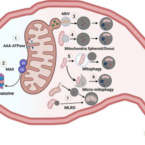 Understanding chronic liver disease through mitochondria