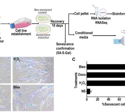 Mapping the core senescence phenotype of human colon fibroblasts