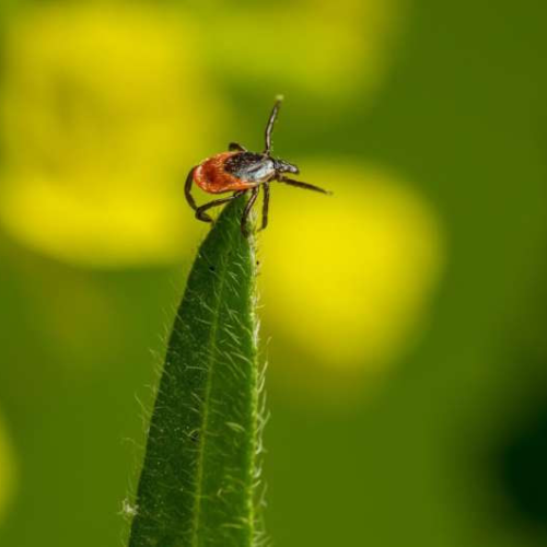 Experimental antibiotic treatment for Lyme disease heads for human safety trials