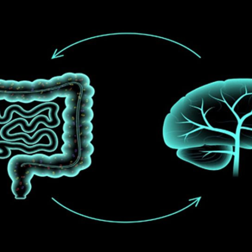 The Gut–Brain Axis May Not Operate as Previously Thought