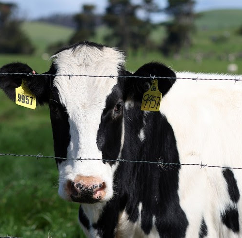 Could bird flu in cows lead to a human outbreak? Slow response worries scientists