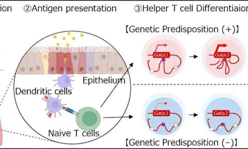 Study elucidates crucial role of G900 gene enhancers in asthma-associated inflammation