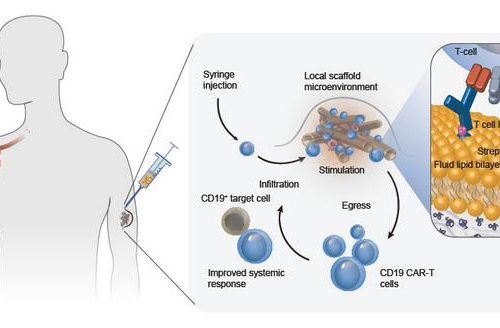 Boosting CAR-T cell therapies from under the skin