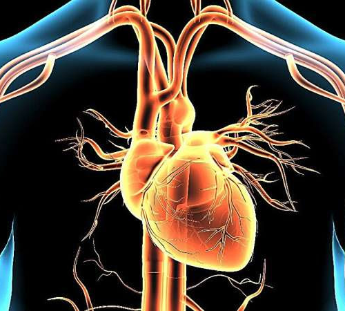 Heat exposure increases myocardial blood flow: Study