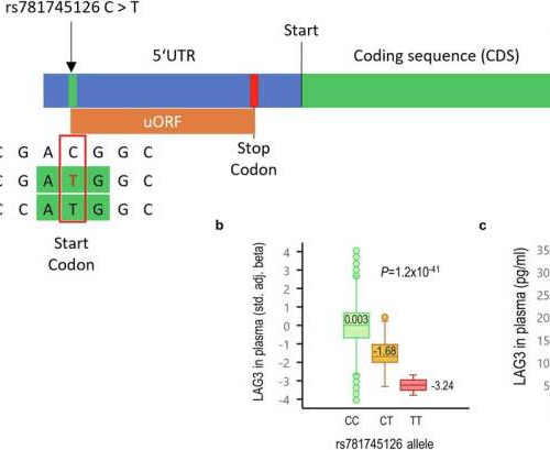 Scientists uncover novel major risk gene for autoimmune thyroid disease