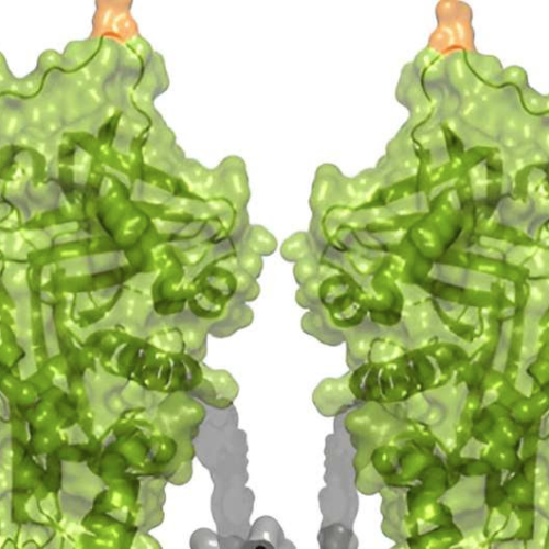 New protein drug trial produces promising safety results for rare pulmonary condition