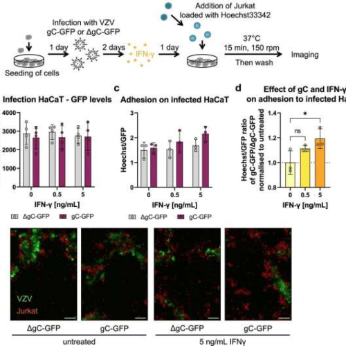 A seemingly paradoxical strategy: Varicella zoster virus spreads by enhancing an immune defense mechanism