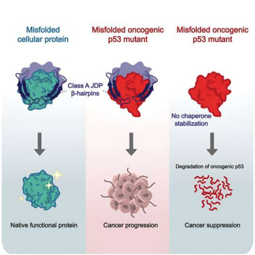 How guardian proteins change from inhibitors to promoters of cancer