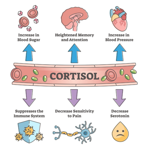 How Does Cortisol Affect The Body?