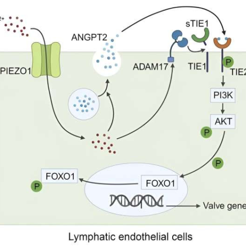 Understanding molecular drivers of lymphedema