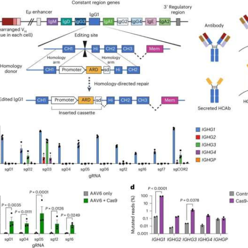 Researchers turn the body’s B cells into tiny surveillance machines, antibody factories