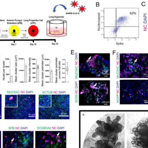 ‘Mini lungs’ research leads to multiple COVID-19 discoveries