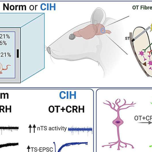 How does the brain respond to sleep apnea? Researchers pinpoint two neurochemicals