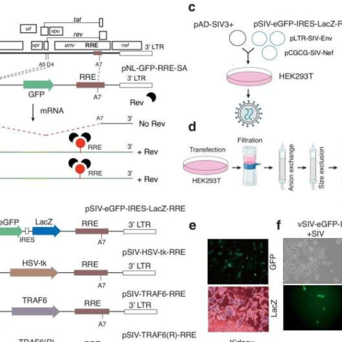 Proof-of-concept study finds HIV-like virus particle could end need for need for lifelong medications