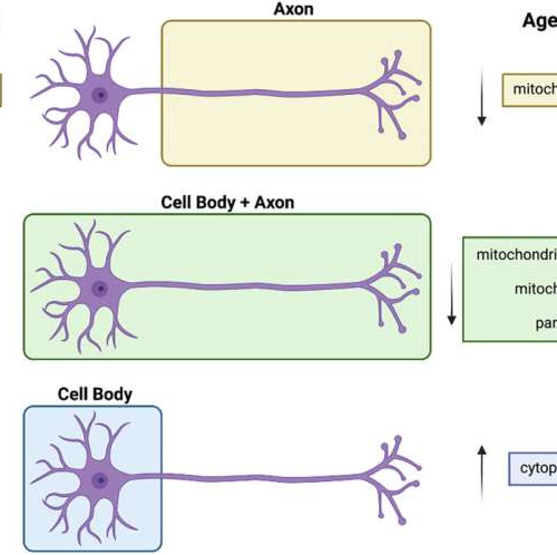 Cell aging discovery could help detect early warning signs for neurodegenerative diseases