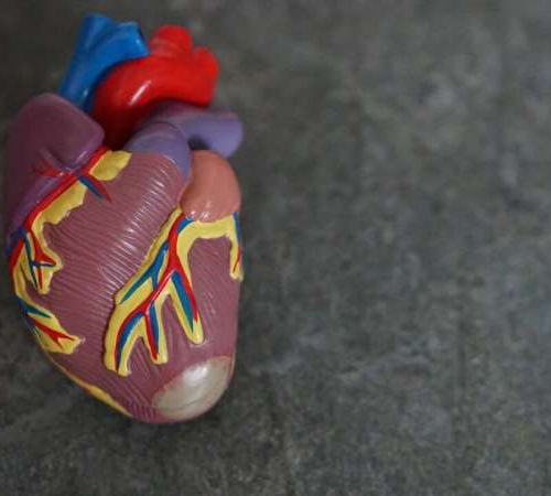 Mouse study finds increasing cardiac ketones may help treat heart failure