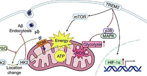 Exploring the interaction between microglial dysfunction and mitochondrial impairment in Alzheimer’s disease