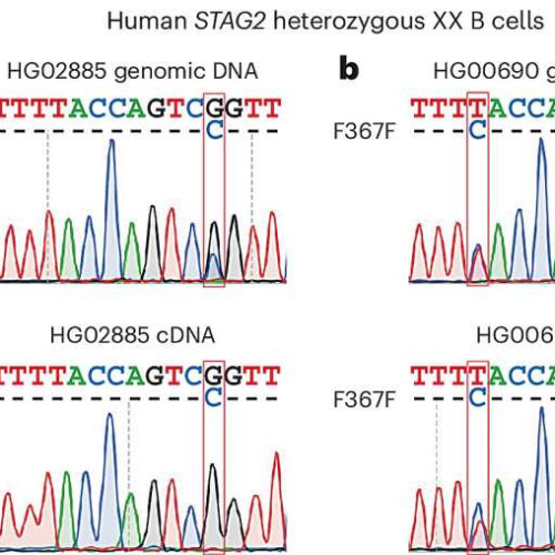 Maternal and paternal X-chromosomes show skewed distribution in different organs and tissues